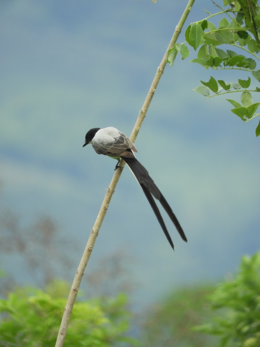 Fork-tailed Flycatcher - Sergio Adrián García-Murcia
