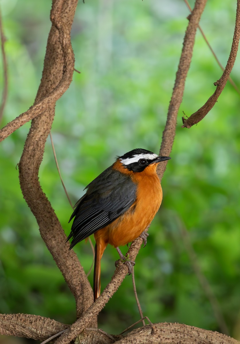 White-browed Robin-Chat - ML618165597