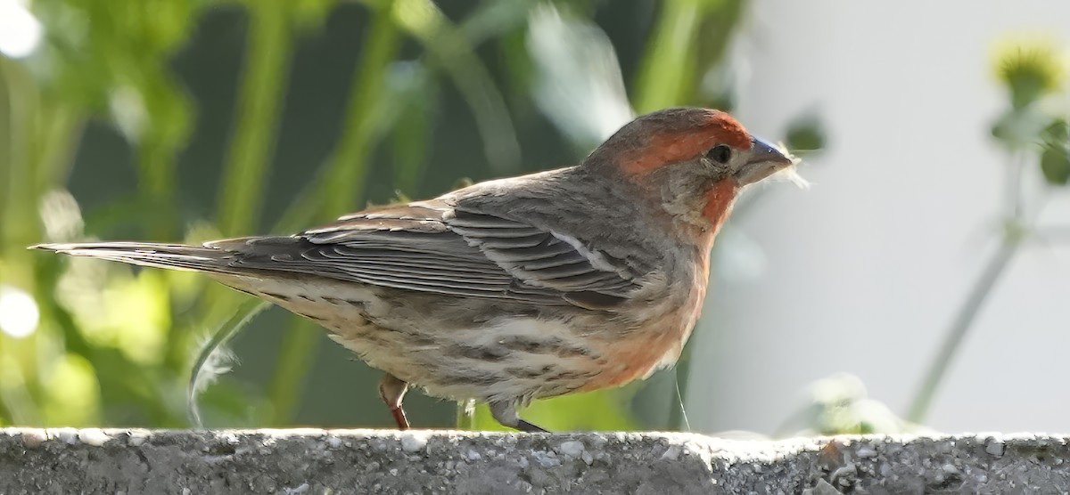 House Finch - Ted  Koelsch