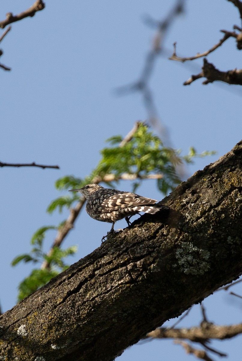 African Spotted Creeper - ML618165704