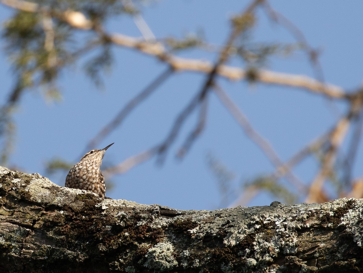 African Spotted Creeper - ML618165705