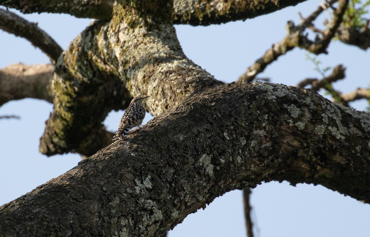 African Spotted Creeper - ML618165708