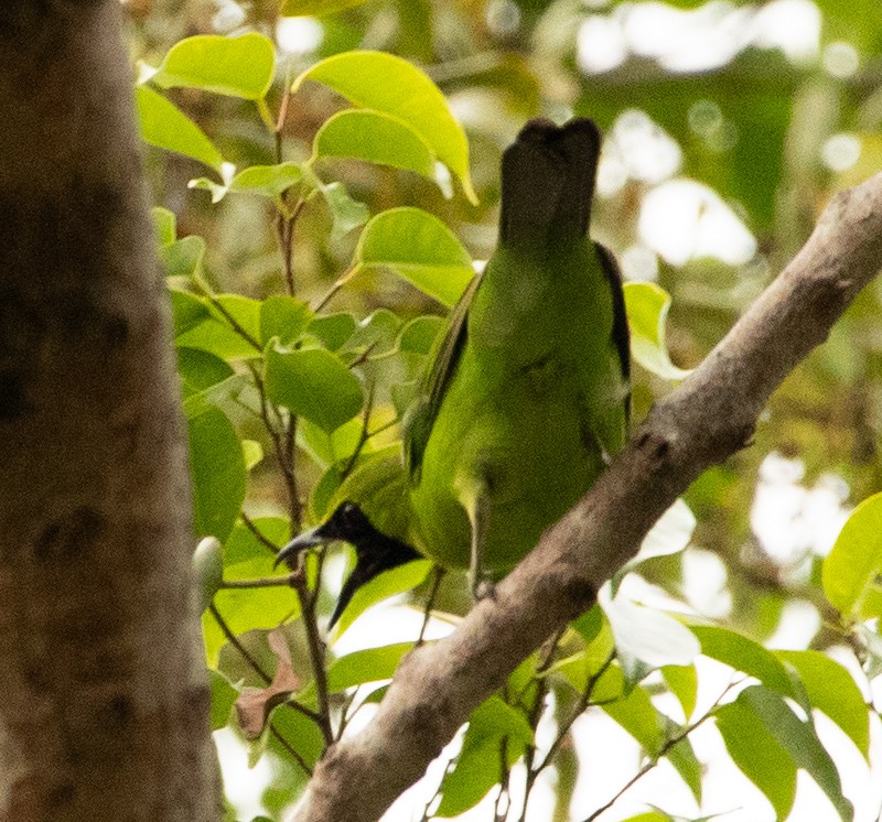 Greater Green Leafbird - ML618165771