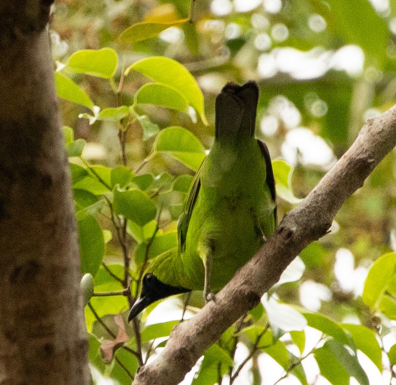 Greater Green Leafbird - Tobin Sparling