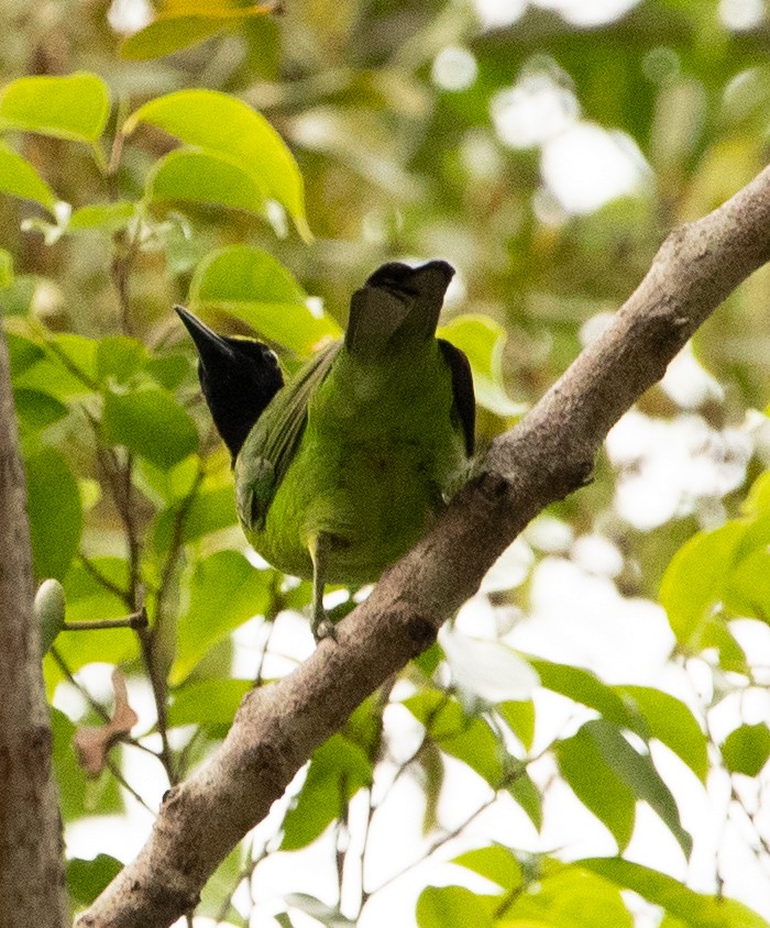 Greater Green Leafbird - ML618165773
