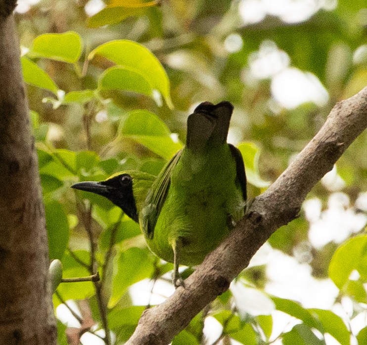 Greater Green Leafbird - ML618165774