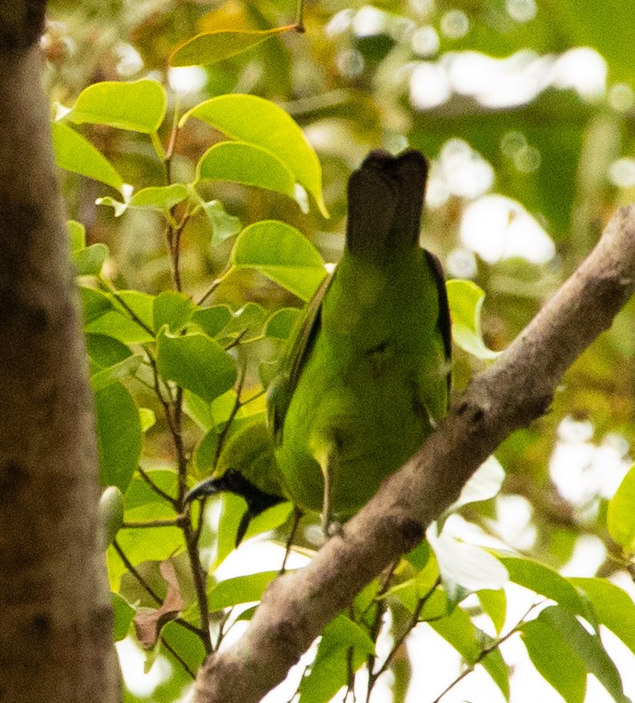 Greater Green Leafbird - ML618165775