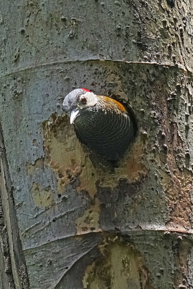 Golden-olive Woodpecker - ML618165783