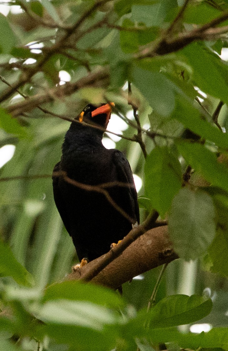 Common Hill Myna - Tobin Sparling