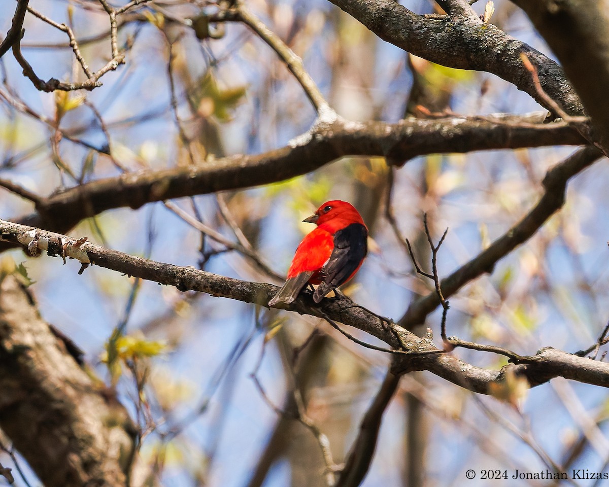 Scarlet Tanager - ML618165816