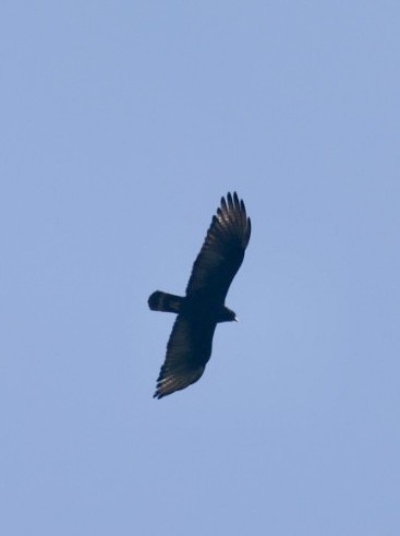 Zone-tailed Hawk - ML618165854