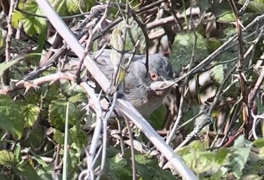 Eastern Subalpine Warbler - Patrick Finch