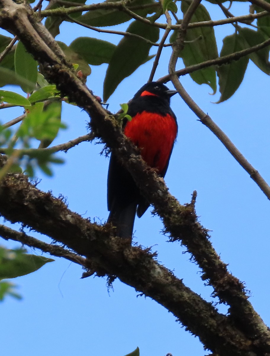 Scarlet-bellied Mountain Tanager - ML618165915