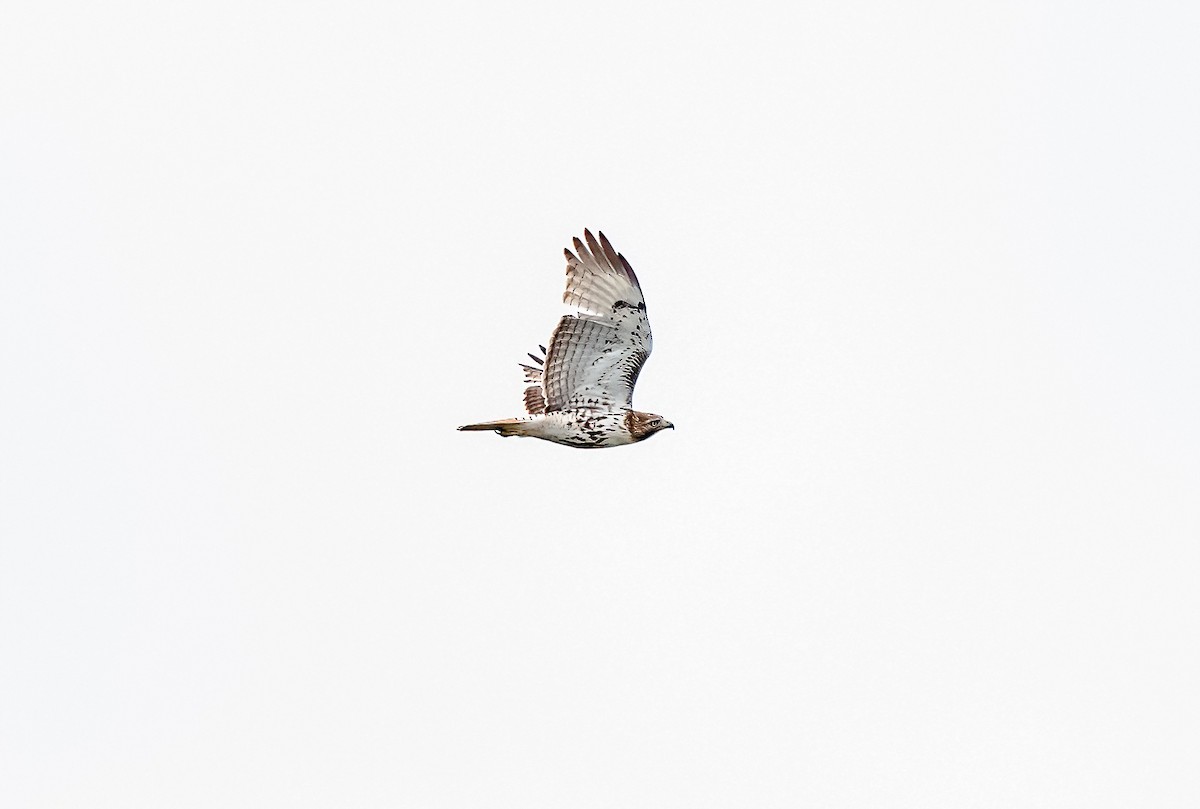 Red-tailed Hawk (borealis) - Linda Sullivan