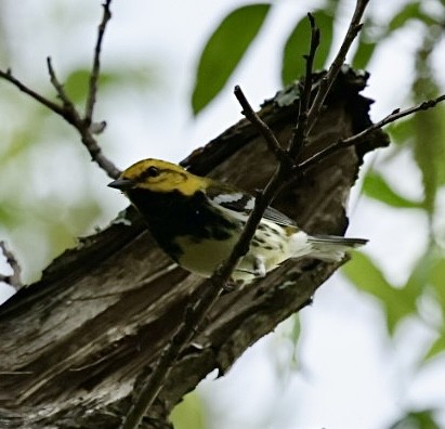 Black-throated Green Warbler - ML618165952