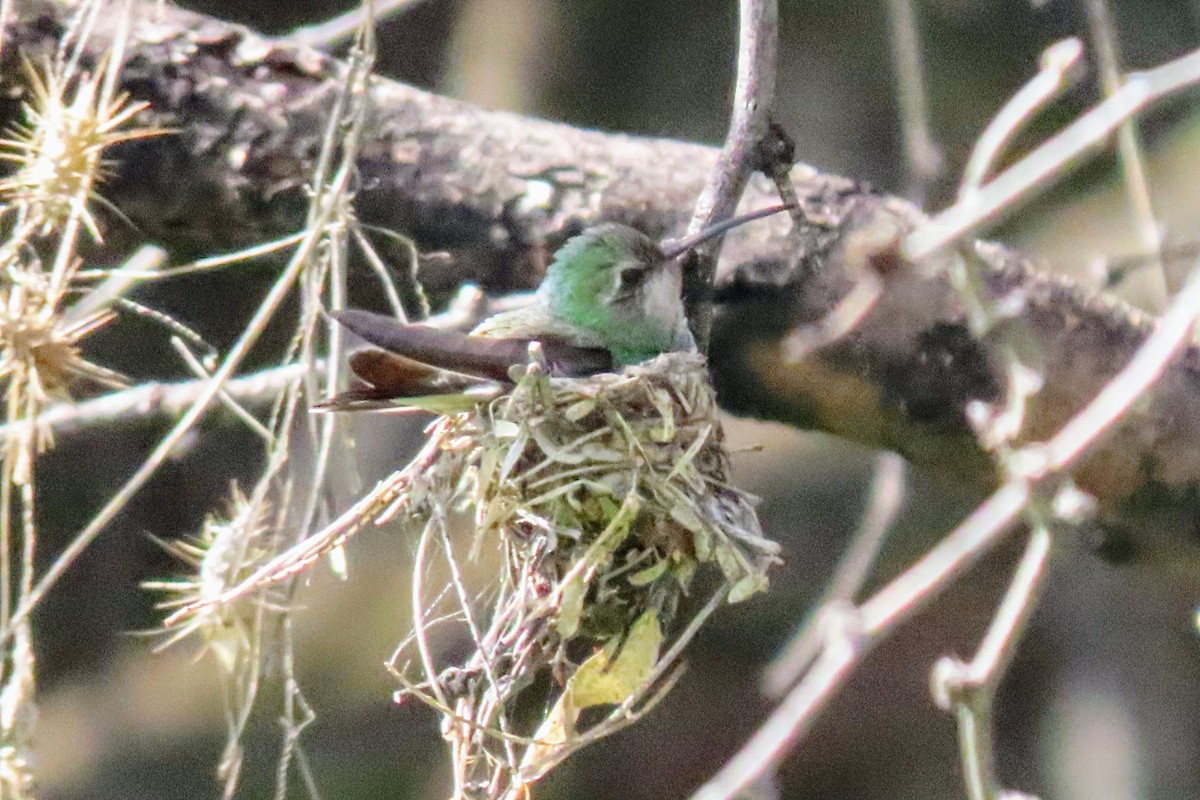 Broad-billed Hummingbird - Aaron Flynn