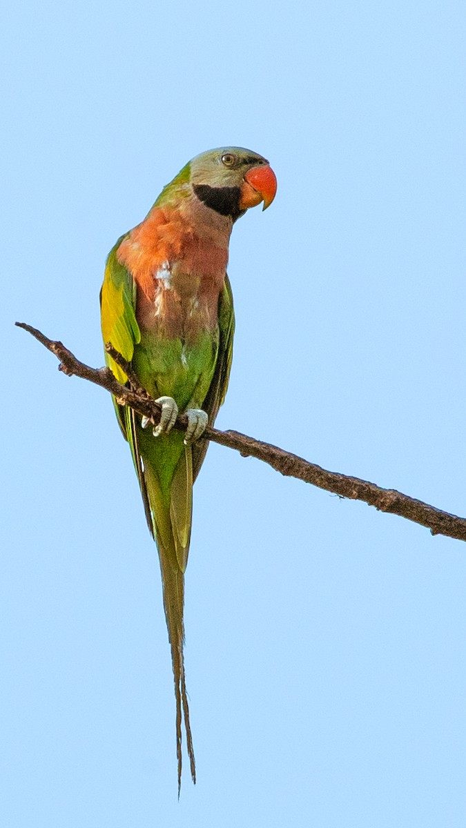 Red-breasted Parakeet - ML618166013