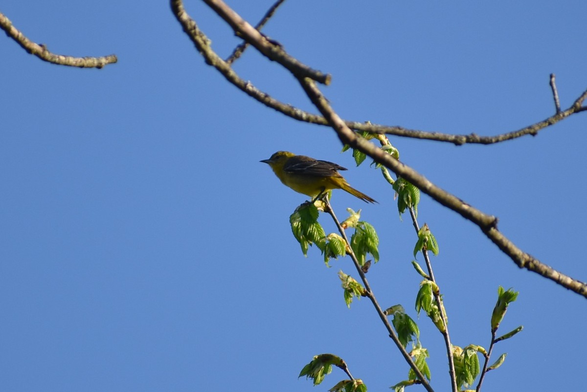 Orchard Oriole - ML618166036