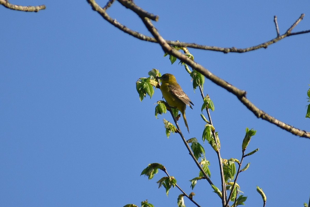 Orchard Oriole - ML618166038