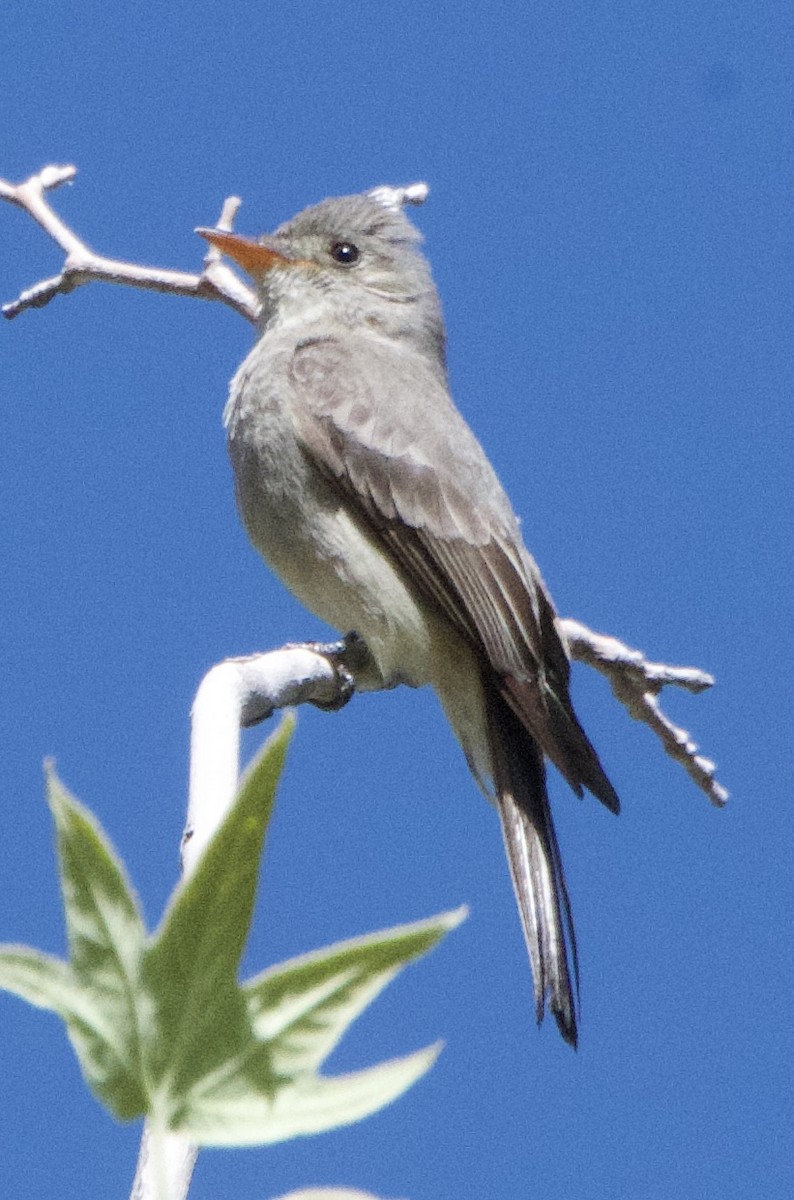 Greater Pewee - ML618166048