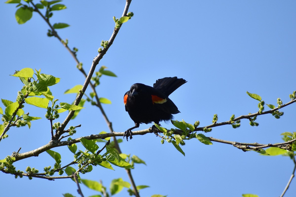 Red-winged Blackbird - ML618166057