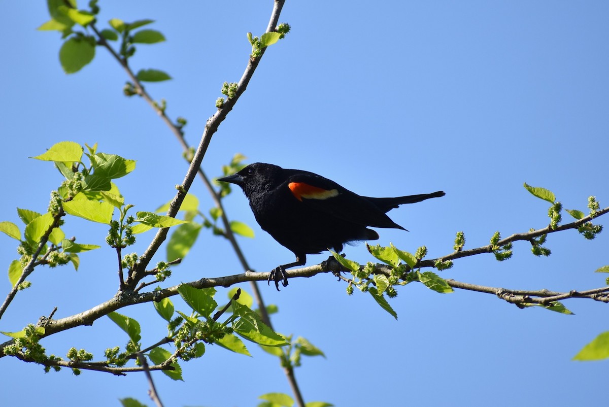 Red-winged Blackbird - ML618166058