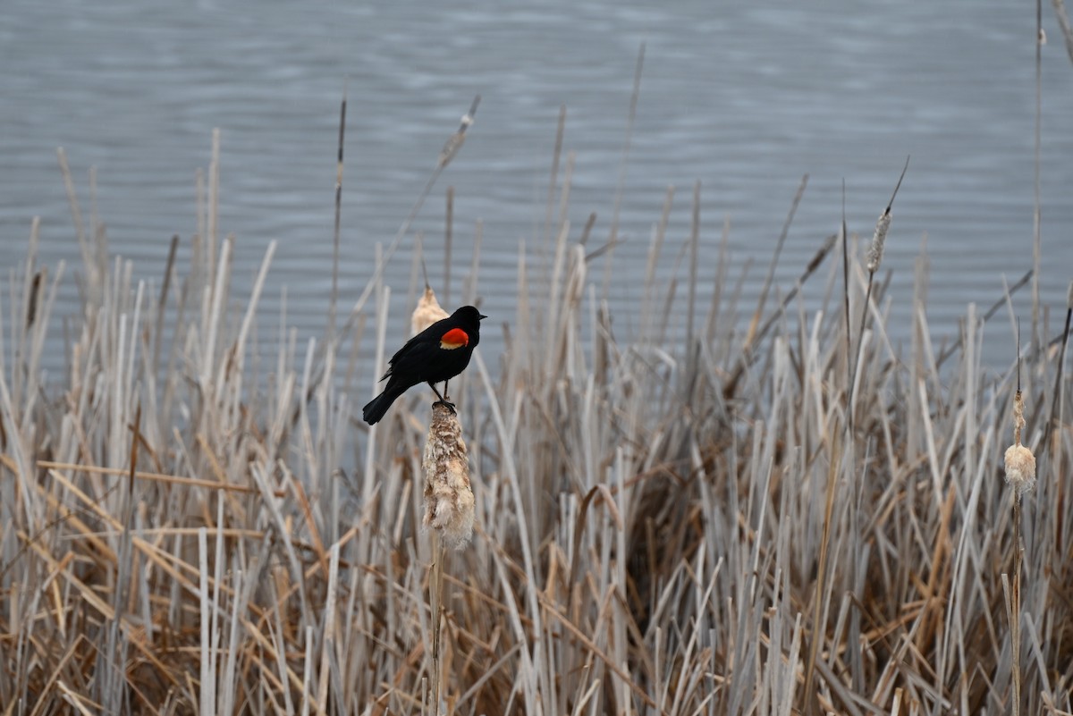 Red-winged Blackbird - Glenn Kohler