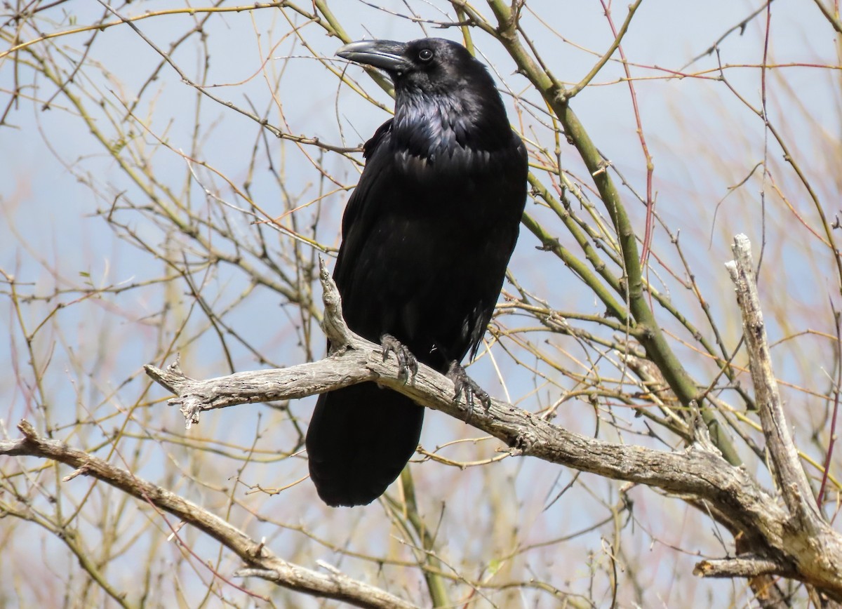 Common Raven - ML618166088