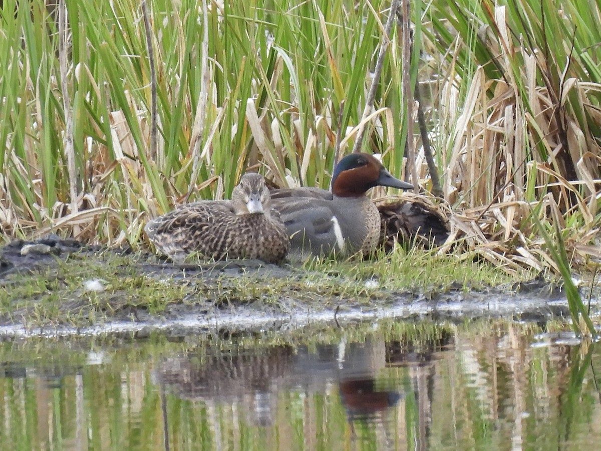 Green-winged Teal - ML618166108