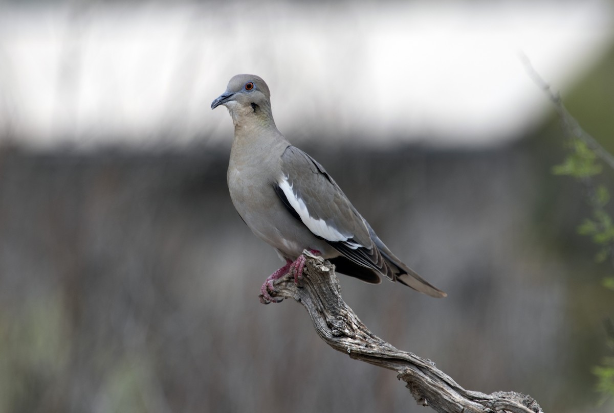 White-winged Dove - Philip Henson
