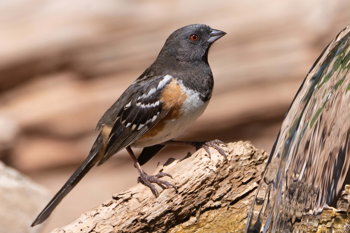 Spotted Towhee - ML618166170