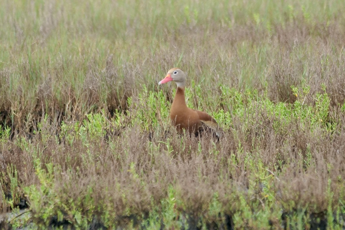 Black-bellied Whistling-Duck - Bruce & Lori Whitehouse