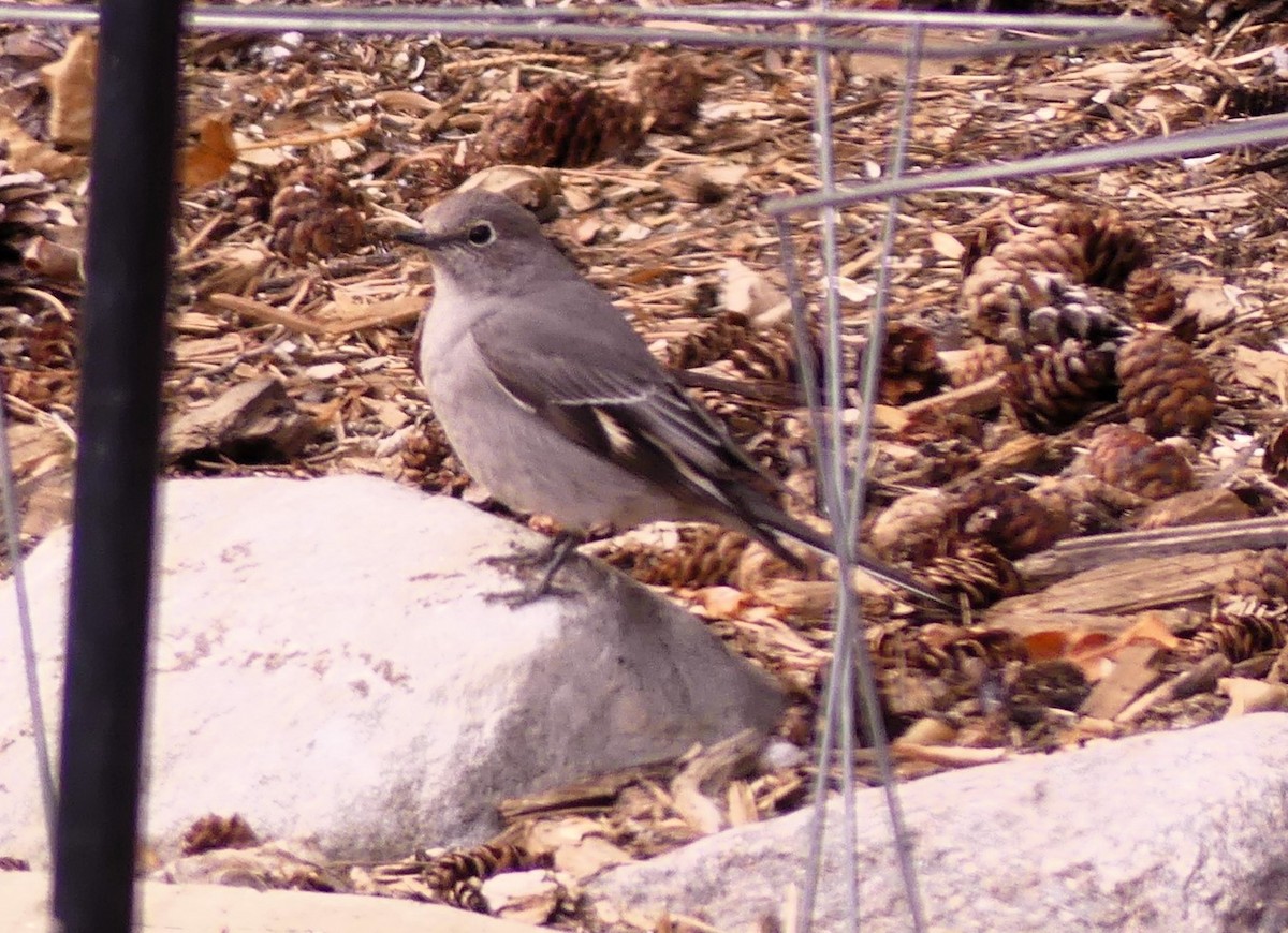 Townsend's Solitaire - ML618166197