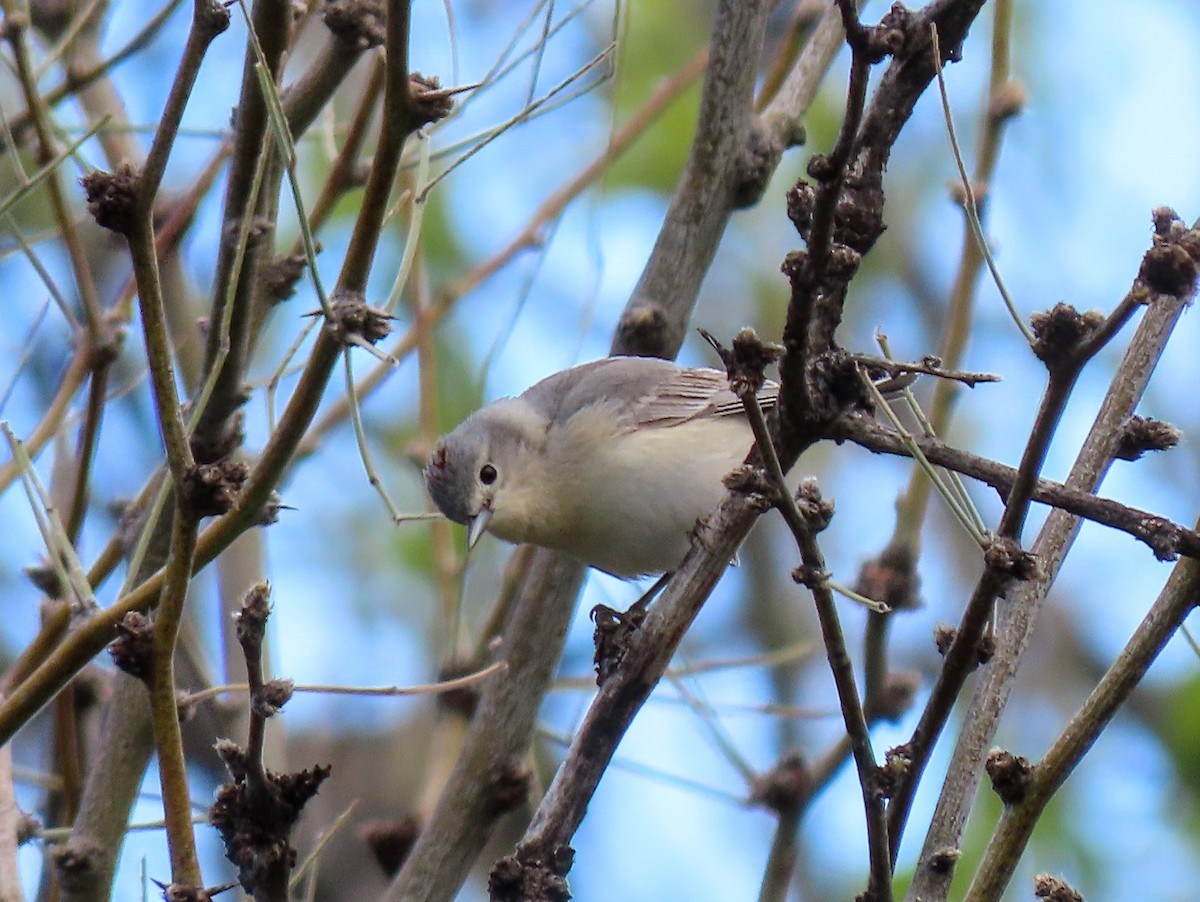 Lucy's Warbler - ML618166249