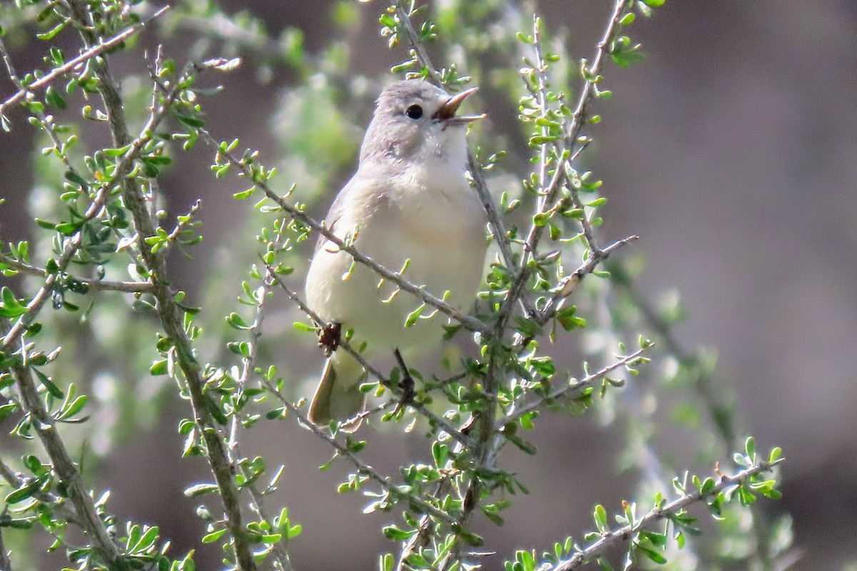 Lucy's Warbler - ML618166260