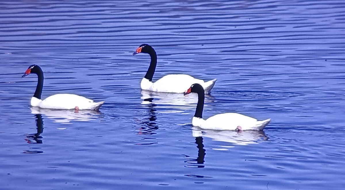 Black-necked Swan - Javier Morala/MCBirding.com