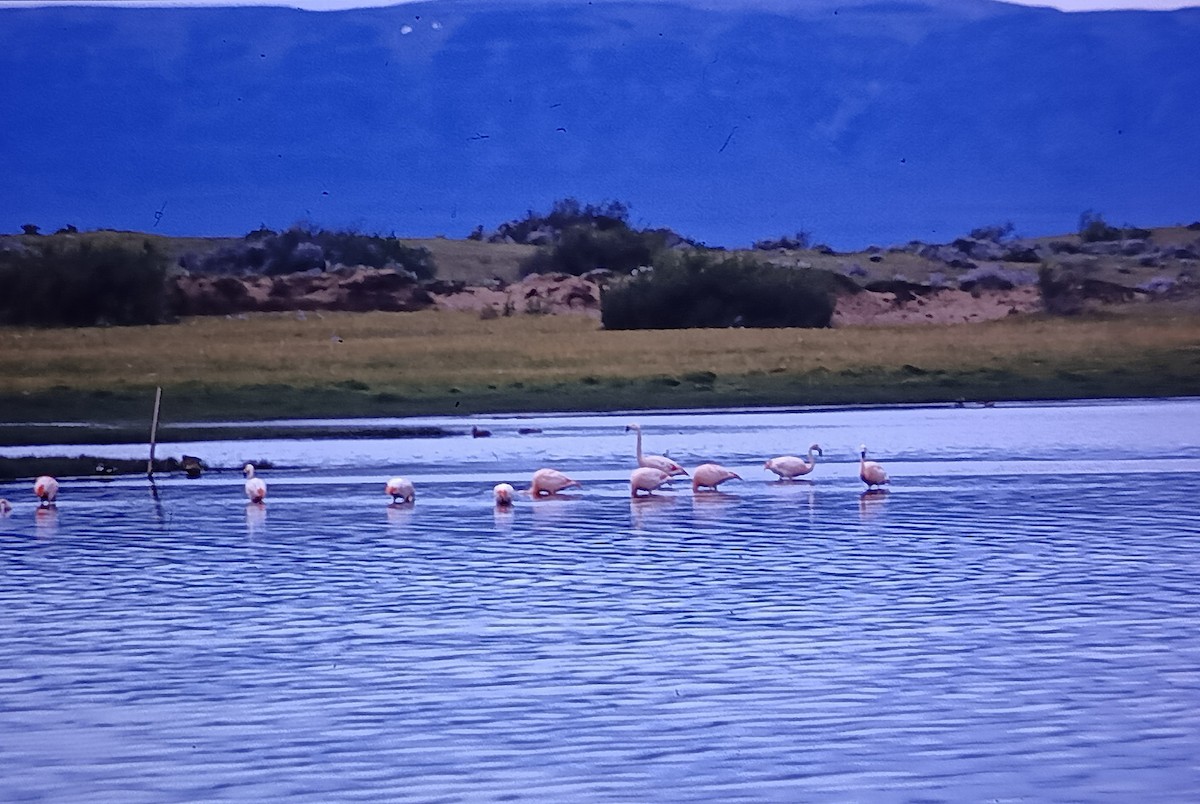 Chilean Flamingo - Javier Morala/MCBirding.com