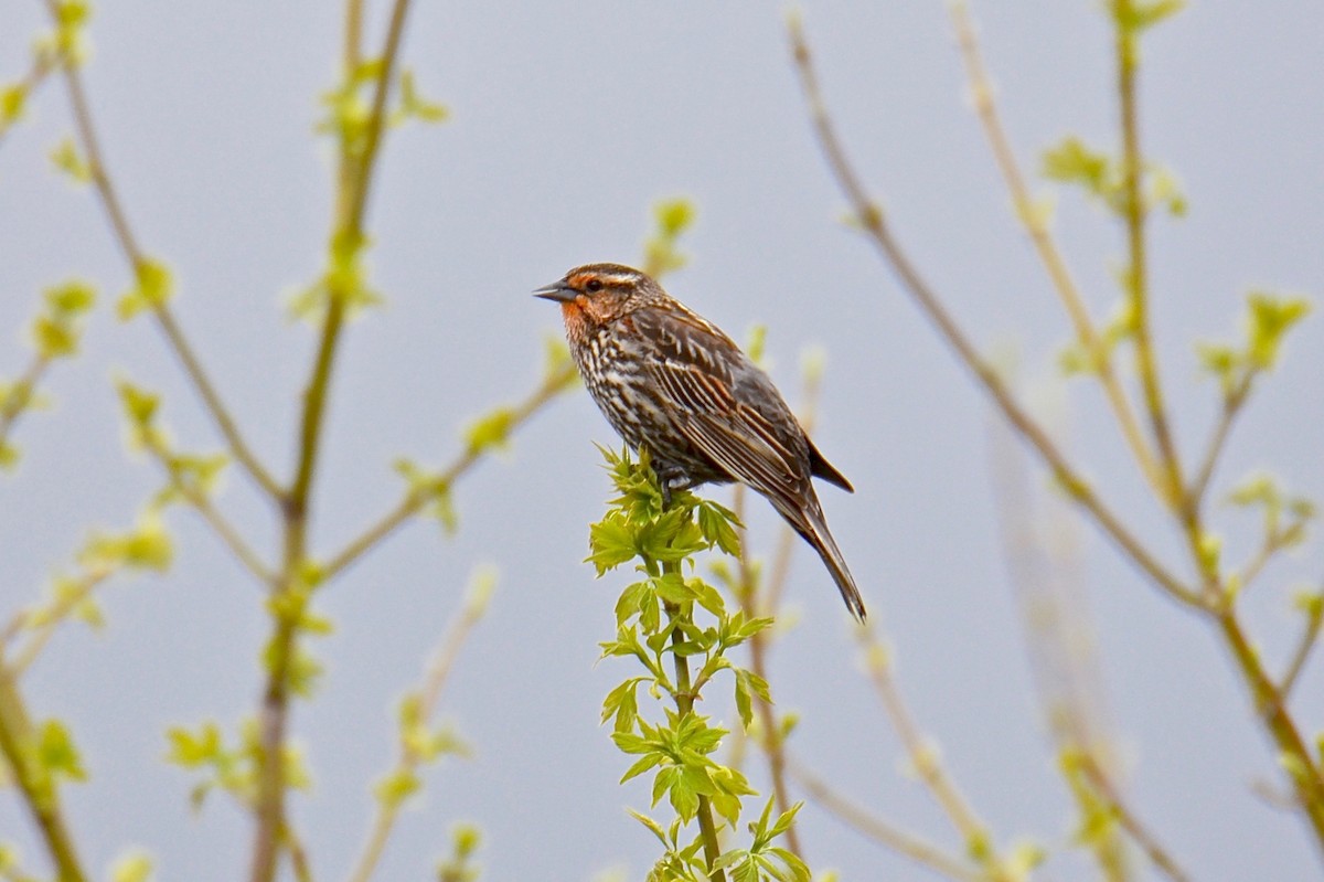 Red-winged Blackbird (Red-winged) - Judith James