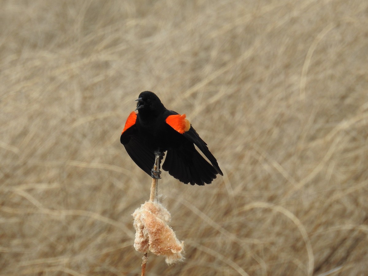 Red-winged Blackbird - ML618166283