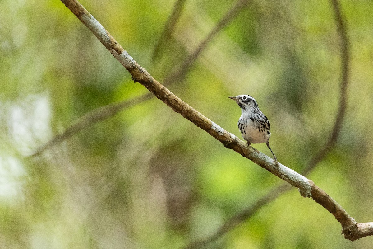 Black-and-white Warbler - ML618166300