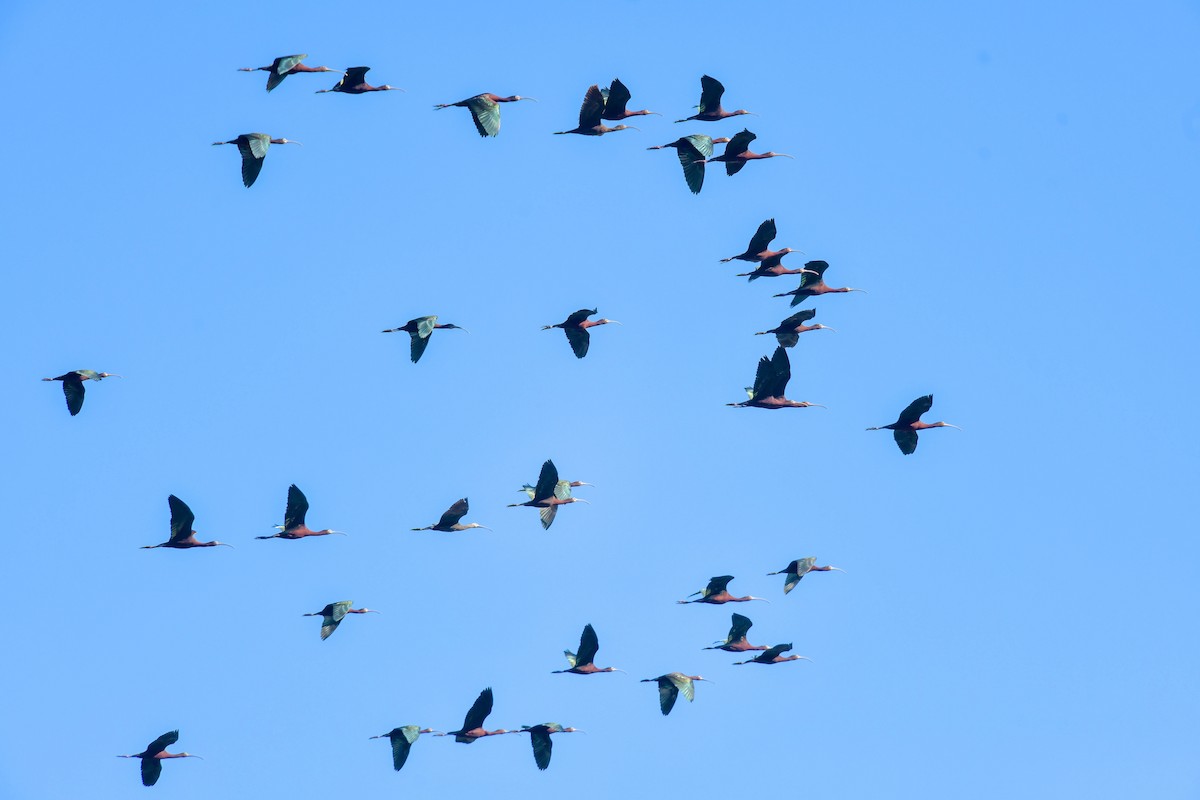 ibis americký - ML618166336