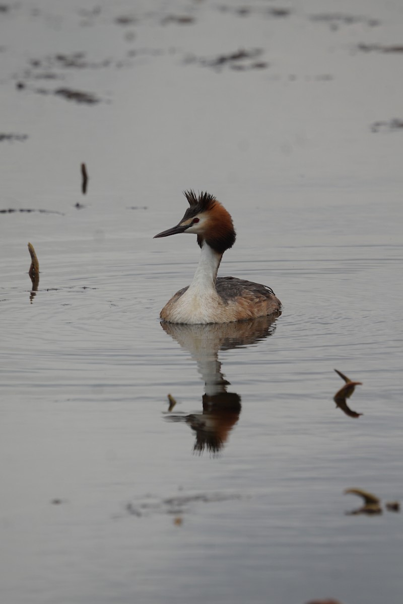 Great Crested Grebe - ML618166373