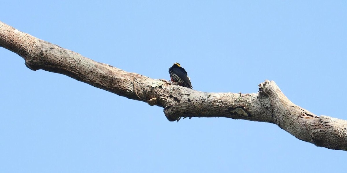 Yellow-tufted Woodpecker - ML618166376