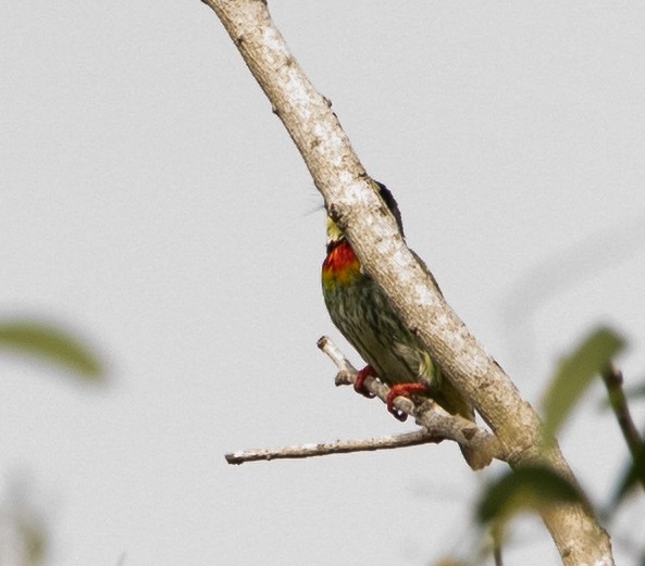 Coppersmith Barbet - Tobin Sparling