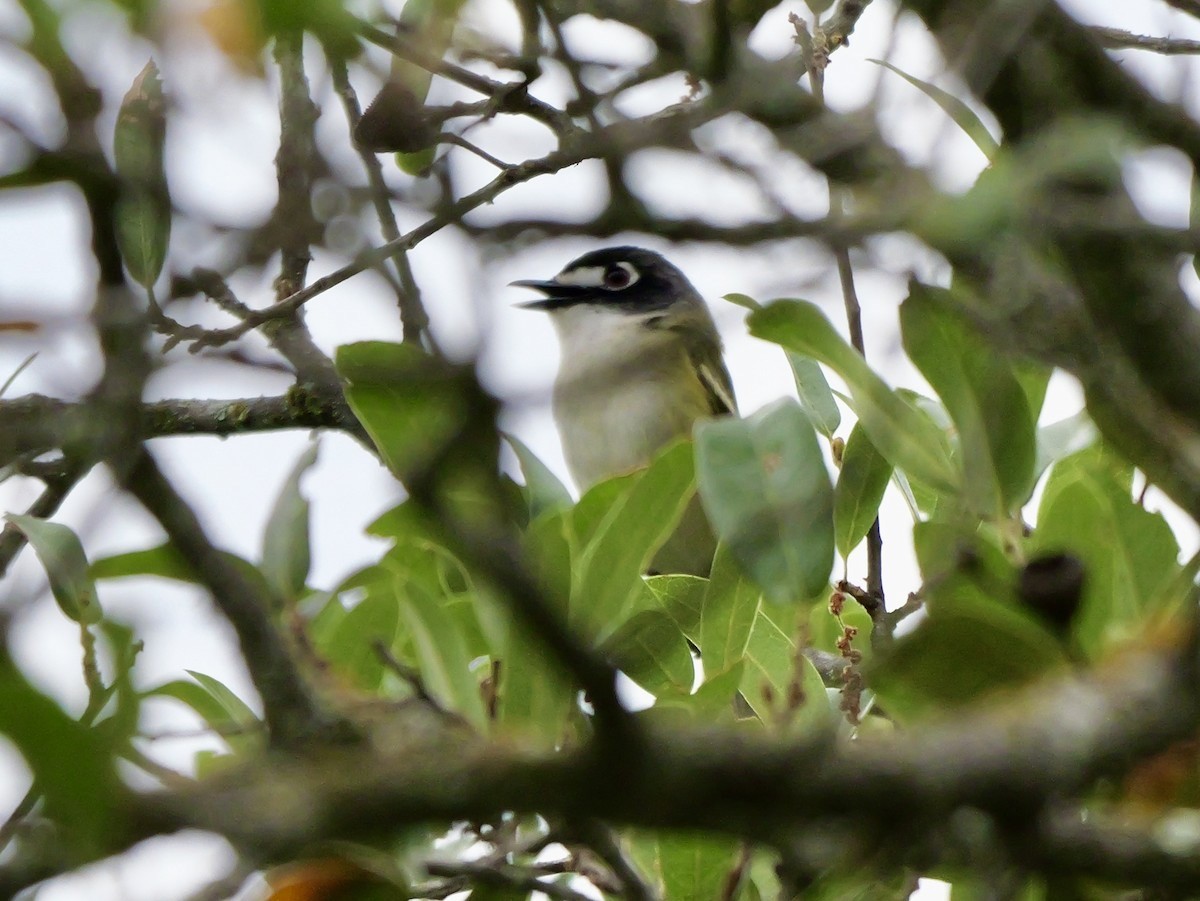 Black-capped Vireo - Anonymous