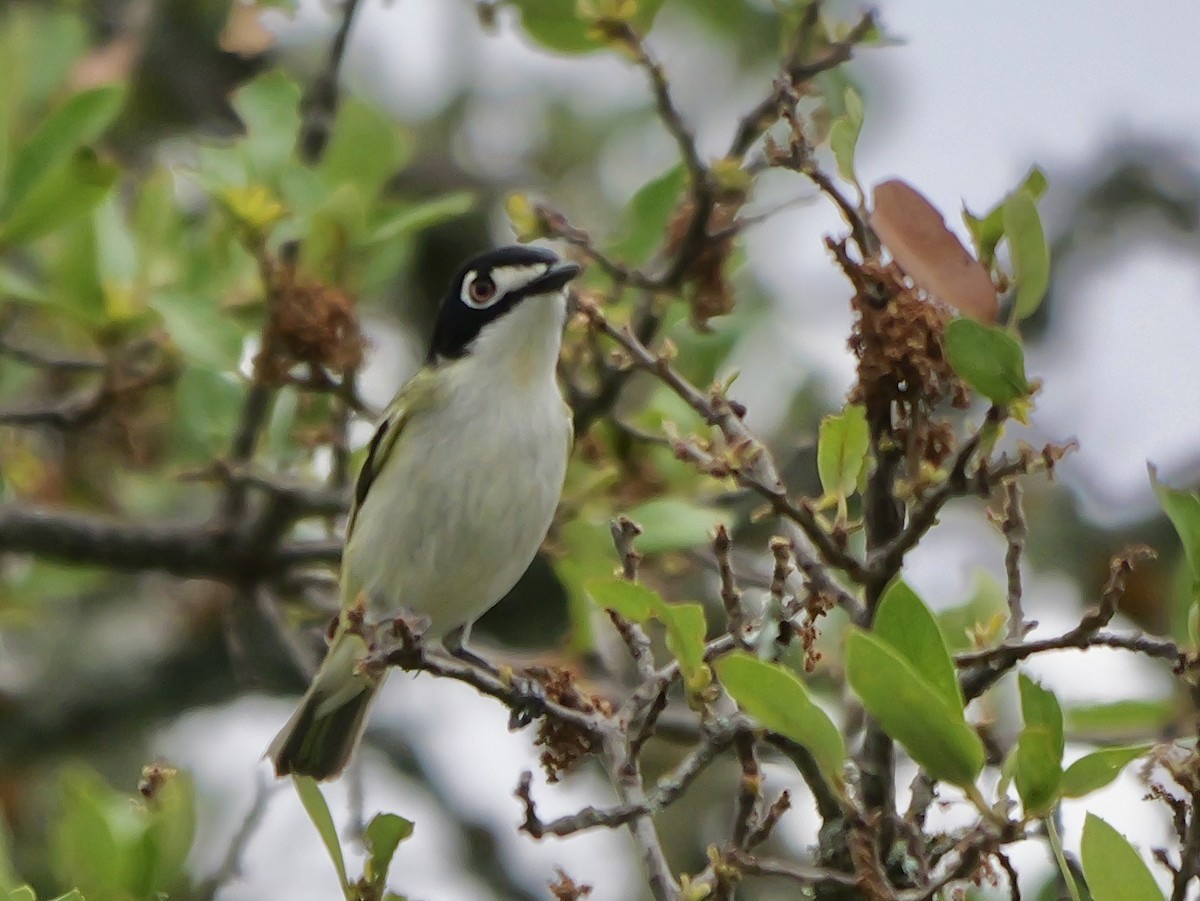 Black-capped Vireo - Anonymous