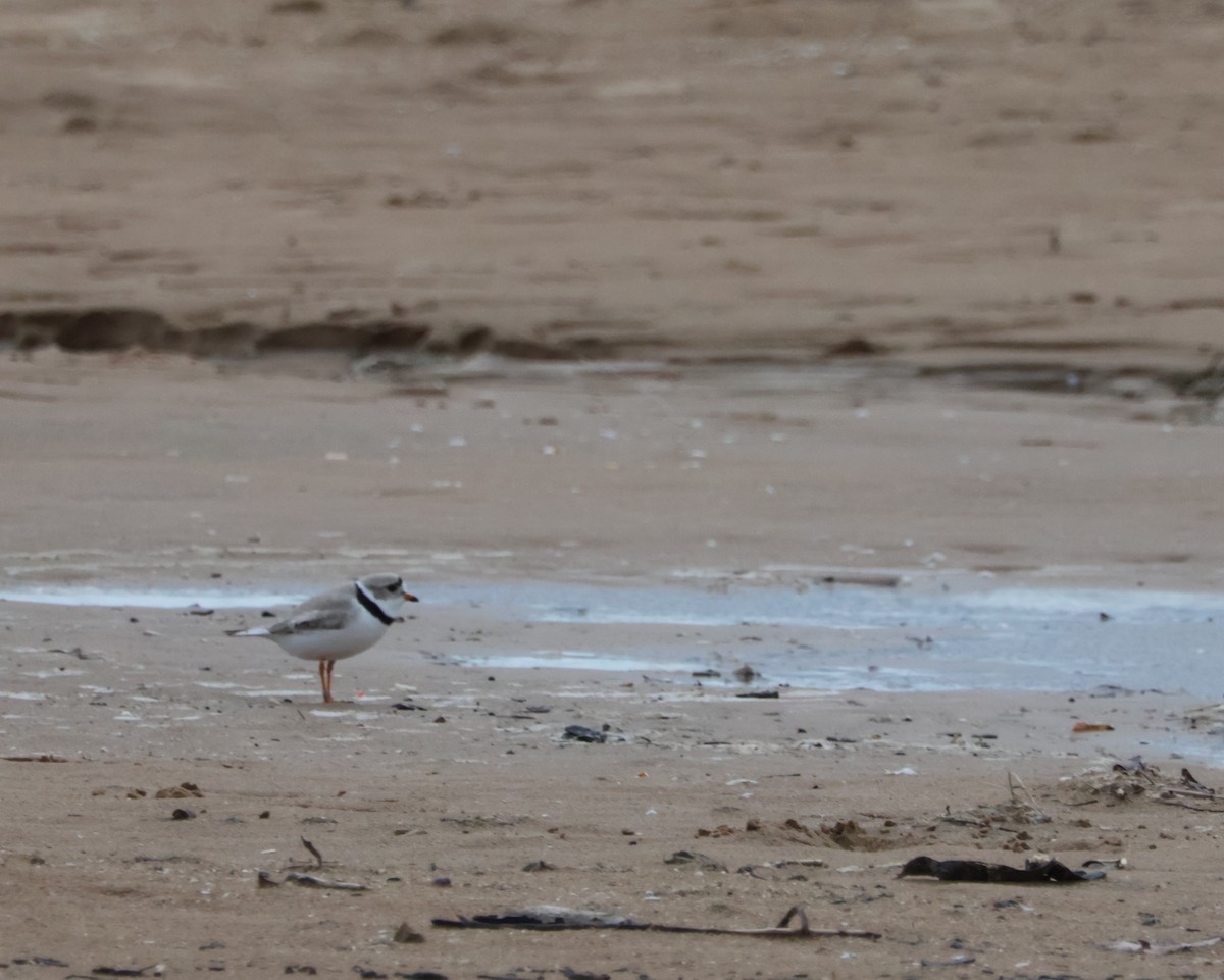 Piping Plover - ML618166411