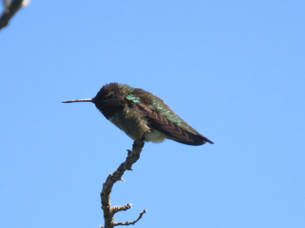 Anna's Hummingbird - Alane Gray