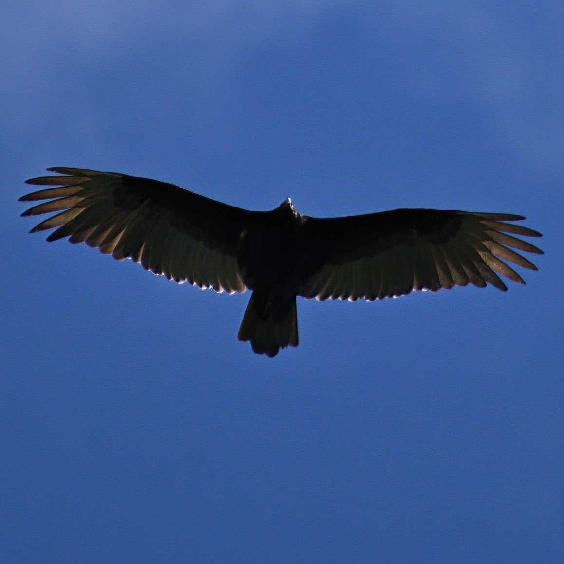 Turkey Vulture - Rod McLatchy