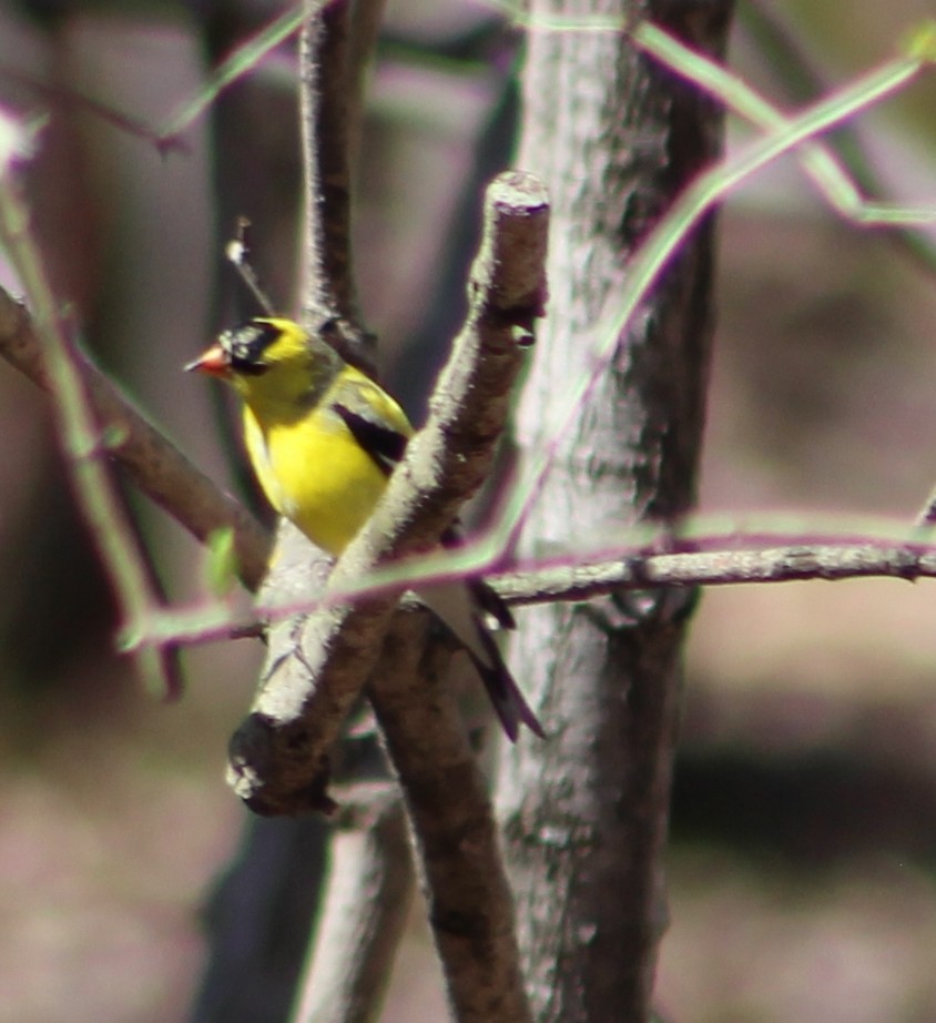 American Goldfinch - lydia Harrisson